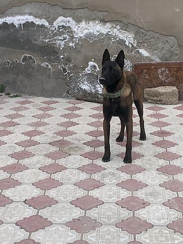 it dişi: Belçika çoban iti, 1 il, Erkək, Cütləşmə üçün, Ünvandan götürmə — 1