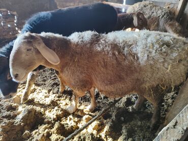 Бараны, овцы: Продаю | Овца (самка) | Для разведения | Матка — 7