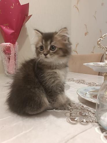 Кошки: Yumşaq tüklü, iri gözlü balaca pişik balası. - Uzun və sıx tüklü — 3