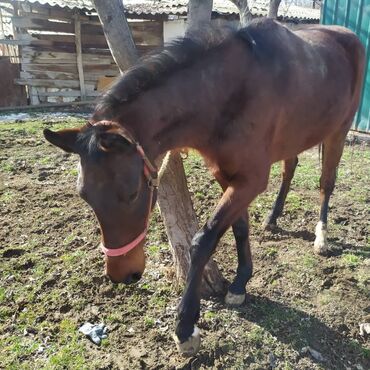 otdyh v gorah bishkek: Продаю | Кобыла (самка) | Полукровка | Для разведения, Для молока, Рабочий