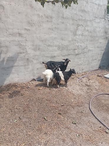 keci heyvan: Qoyun-keçi heyvanları satılır – ana keçi və 2 bala - Növ: Keçi - — 1