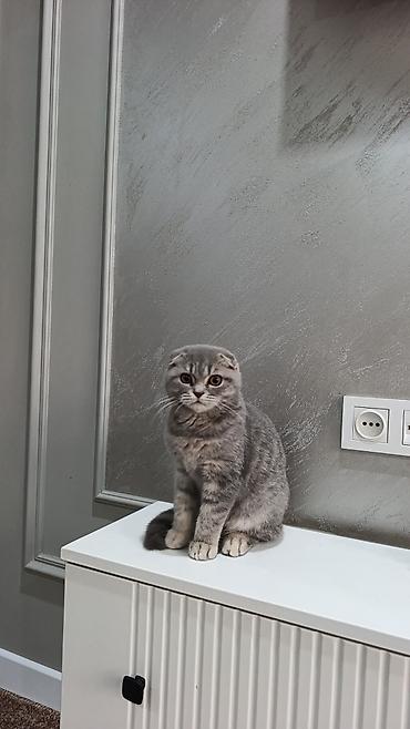 питбуль в бишкеке: Шотландский вислоухий котёнок (Scottish Fold)
котёнку 4 месяц — 3