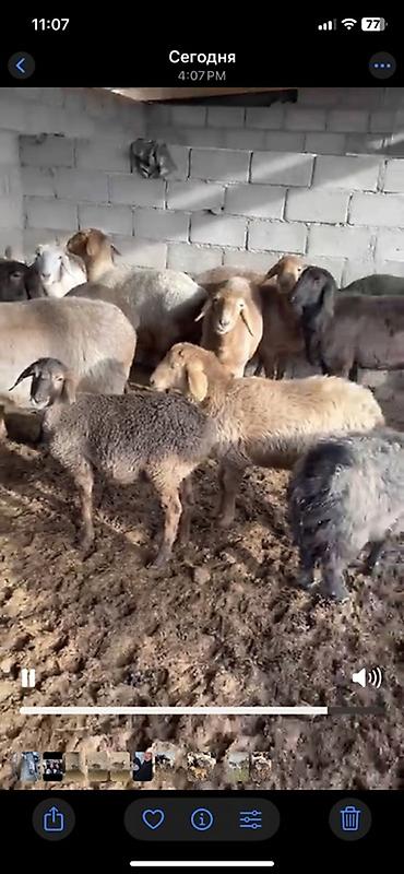 Баран, овца: Продаю | Ягненок | Для разведения | Племенные — 4