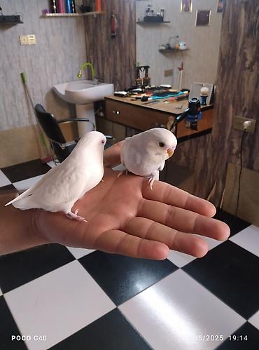 albino: Məhsul: Dalmatin və albino rənglərində cücərtmiş cüt və müxtəlif — 5