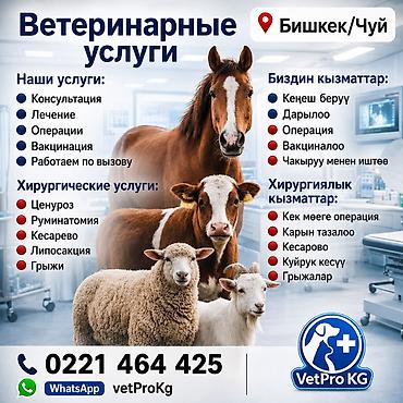 Үй жаныбарлары: Ветеринарный врач 24/7 кызматтабыз (Бишкек/Чуй) Спектр услуг: - — 1