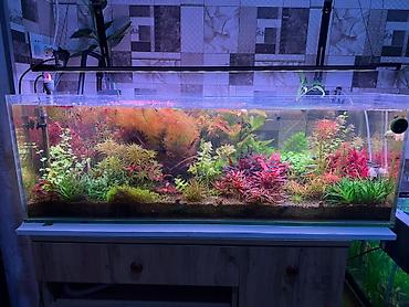 akva: Akvarium-şkaf, Balıqlarla birlikdə, 197 l — 1