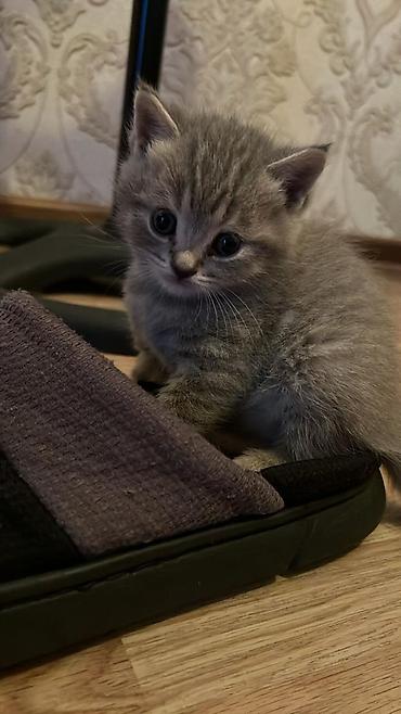 Pişiklər: Britan — 11