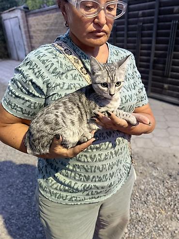 котёнок бесплатно: Кошка даром: Беспородная, 4 месяца, Девочка — 1
