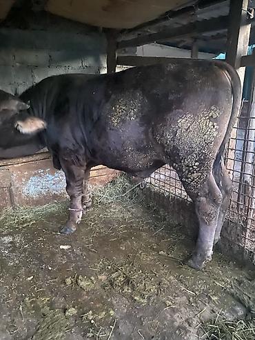 Продам с/х животных: Продаю | Бык (самец) | На откорм | Привязанные — 2