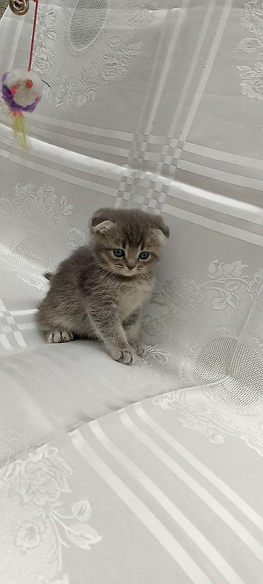 Pişiklər: Şotland — 6