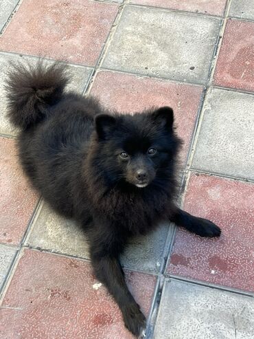 İtlər: Şpitz -da lalafo.az — 4 İtlər: Şpitz — 4