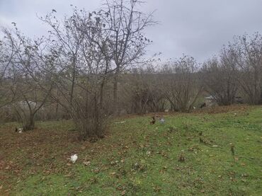 Torpaq sahələrinin satışı: 20 sot, Tikinti, Mülkiyyətçi, Kupça (Çıxarış), Texniki pasport — 20