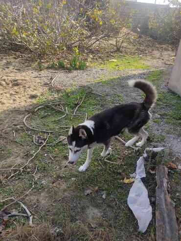 İtlər: Xaski, 1 il, Dişi, Peyvəndli -da lalafo.az — 13 İtlər: Xaski, 1 il, Dişi, Peyvəndli — 13