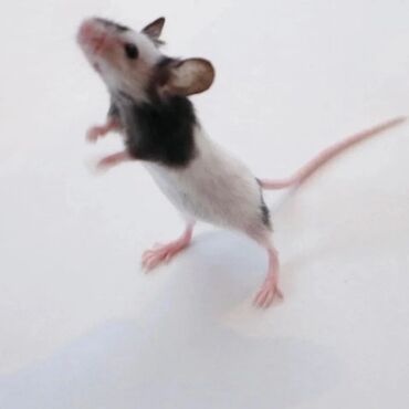 Хомяки: Продаются хомячки джунгарские, сирийские, ангорские пушистые хомячки — 7