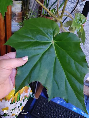 Другой декор и предметы интерьера: Цветы распродажа от 100 сом остатки до 1300 сом. Живу рядом с Дордой — 16