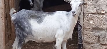 simental inekler satilir: Dişi, Alpine, il: 1, 33 kq, Damazlıq, Südlük, Ətlik, Ünvandan götürmə, Ödənişli çatdırılma