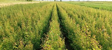 Tinglər: Hər növ meyvə aqcların satşı hər bir sort var çadrlma pulsuzdur meyvə — 12