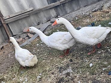 биг 6 индюшата: Домашняя птица — белые гуси (3 головы) Продаю два гуся и утку - — 2