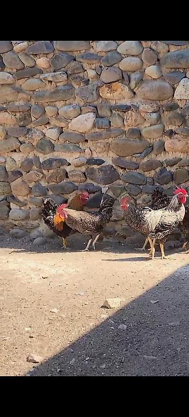 damaz: Toyuq, Damazlıq — 2