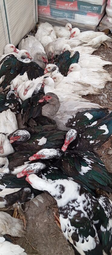 Ördəklər: Təcili satılır.Real alıcılar əlaqə saxlaya bilər — 30