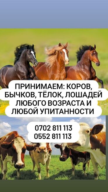 купить лошадь в кыргызстане: Куплю | Коровы, быки, Лошади, кони | Круглосуточно, Любое состояние, Забитый