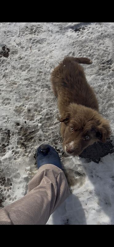 Отдам даром собаку: Собака даром: 3 месяца, Самка — 9