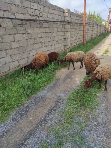 mal bazari: Dişi, Qala, il: 2, 60 kq, Damazlıq, Ünvandan götürmə