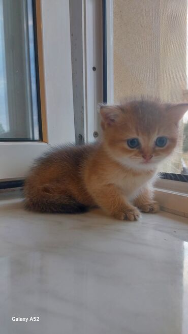pişim: Şinşilla, Erkək, Dişi, Ünvandan götürmə, Ödənişli çatdırılma