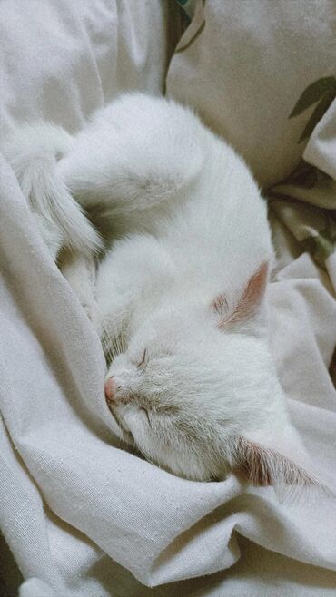 кошка с разными глазами: Кошка даром: Беспородная, 2 месяца, Мальчик, Проглистована, Приучена к лотку