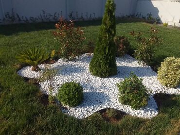 Şitillər: Bütün növ dekarativ ağacların və kol bitkiləri və meyvə ağacların -da lalafo.az — 22 Şitillər: Bütün növ dekarativ ağacların və kol bitkiləri və meyvə ağacların — 22