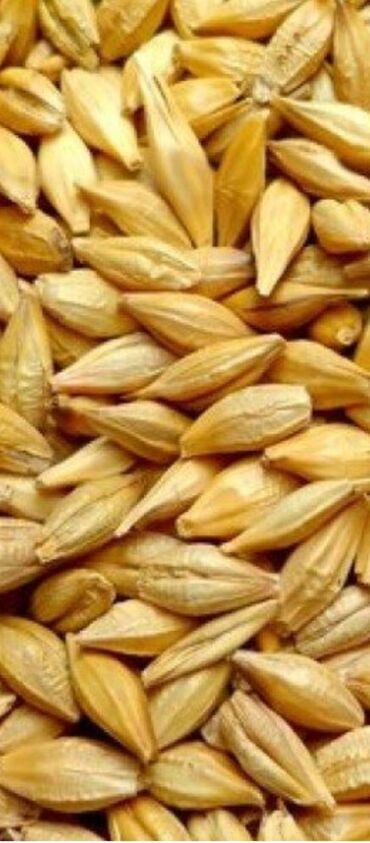 продаю пшеница: Продаю ячмень свежий урожай 2024 года