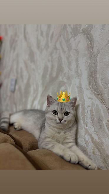 Кошки: Шиншилла, Самка, В добрые руки, Бесплатная доставка — 3
