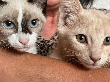 мейн кун бишкек питомник lyubushka купить котенка цена фото: Отдам котят в добрые, заботливые руки! Помесь беспородной и мейекуна