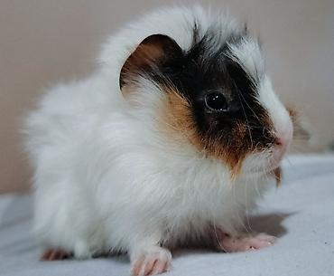 Heyvan paroda heyvandı ( Shiba Ginepig ) təki 150 azn sağlamlığına və