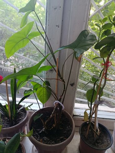 Другие комнатные растения: Элегантное домашнее растение с длинными побегами и глянцевыми зелеными — 5