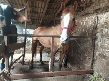 конный завод донской продажа лошадей: Продаю | Жеребец | Дончак | Для разведения | Осеменитель