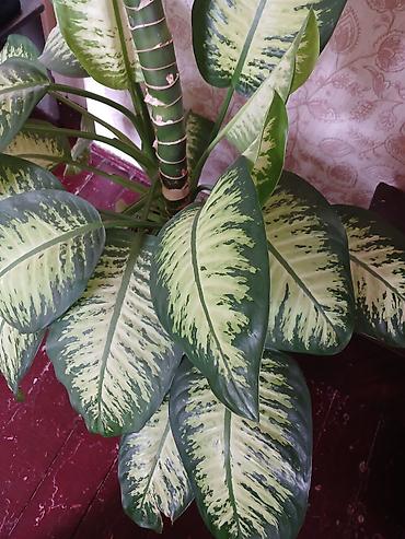 ev bitkisi: Dieffenbachia (tropik dekorativ otaq bitkisi) - Növ: Dieffenbachia — 4