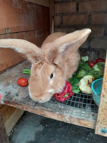 рэгдолл цена: Бургунский 2 самка 1 самец
6 месчцев разные племя
цена 2000