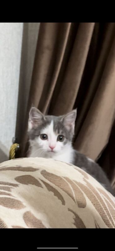 сибирские коты: Всём привет! Отдаём в добрые руки котенка ( девочку2,5 месяца, мама