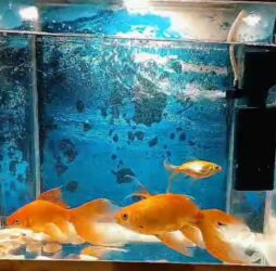 ağ balıq: Akvaryum və balıqlar - Şüşə akvaryum: düzbucaqlı forma, ön və