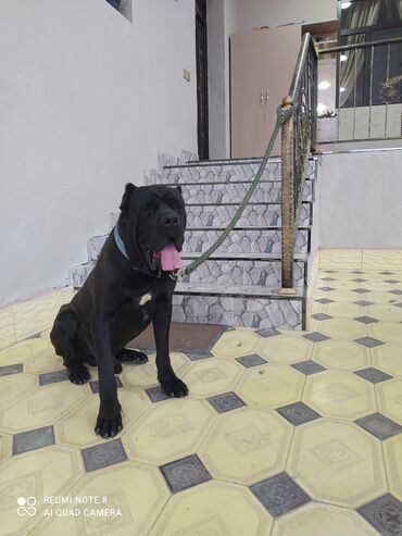 ingilis setteri it cinsi digər adı: Kane-Korso, 1 ay, Erkek, Ödənişli çatdırılma