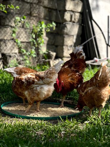 broiler yumurta satışı: Organik Toyuq yumurtası Öz hazırladığımız vitaminlə