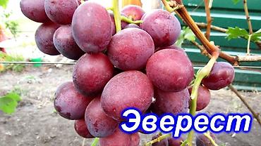 кожа быка: Виноград В розницу — 9