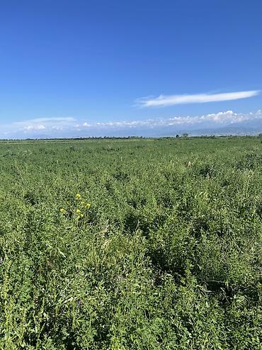 Корма для с/х животных: Люцерновое сено в тюках в Сокулуке. Тюки плотные 2-3-й кос,метровые — 9