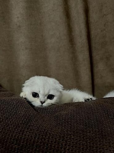 кот манчкин: Шотландский вислоухий котёнок, окрас серебристый (блэк-тинт/шэдед) — 2