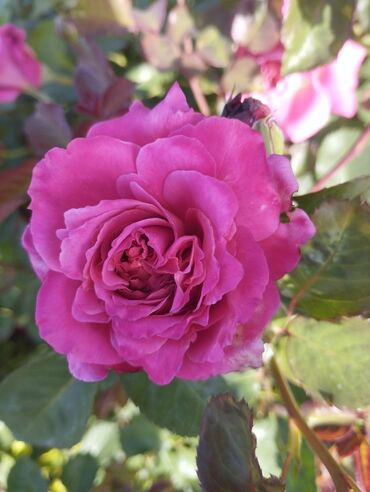 Садовые цветы и кустарники: Садовые розы — срезочные и для посадки Описание: - Разновидности — 27