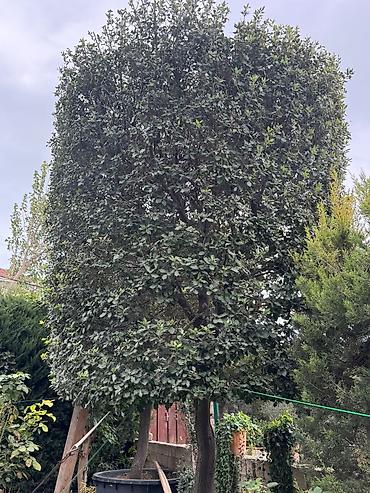 palid agaci: Evergreen dekorativ ağac – formalı tacla - Bitki tipi: Həmişəyaşıl — 2