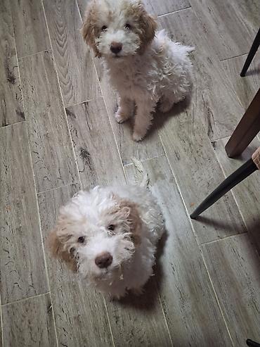 Psi: Rase: kovrdžavi štenad malog do srednjeg rasta rase Lagotto Romagnolo — 2