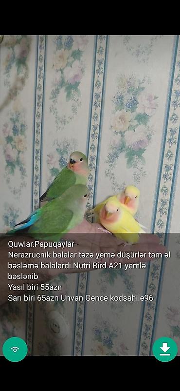 korella satışı: Quşlar qəfəslər şekillerde qiymətler məlumatlar qeyd olunub unvan — 8
