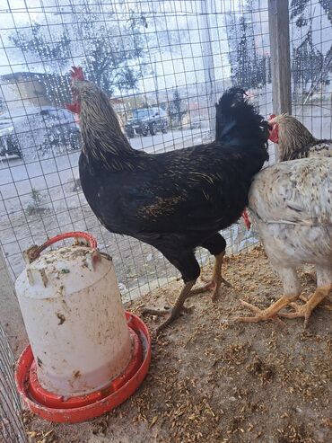 Toyuqlar: Son qiymey 16 m 1.6 temiz cekisi var Xüsusiyyətlər: - Bir neçə sağlam — 5